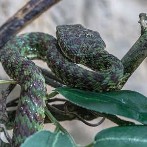 Beautiful pit viper : Cotswold WP : 05 Aug 2020