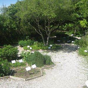 Økologiens Have - Herb garden
