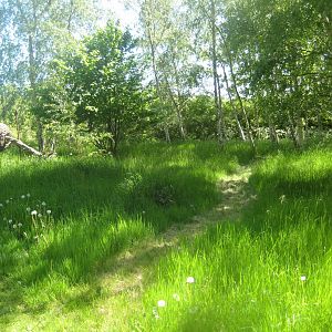 Økologiens Have - Birch grove