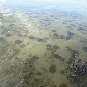 Upside-down jellyfishes