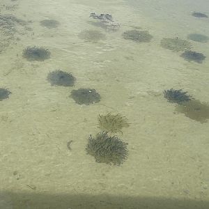 Upside-down jellyfishes