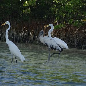 Wood stork (Mycteria americana) & Great egret (Ardea alba egretta)