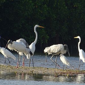 Wood stork (Mycteria americana) & egrets