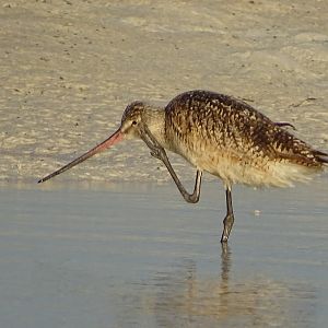 Marbled godwit (Limosa fedoa)