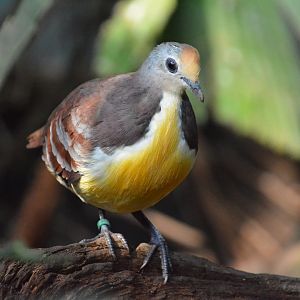 Cinnamon ground-dove (Gallicolumba rufigula rufigula)