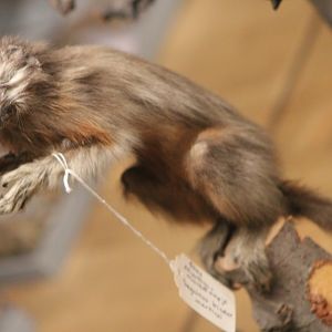 Signed as being a Martins tamarin