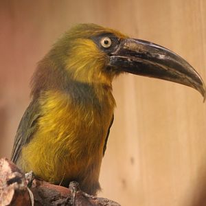 Saffron toucanet