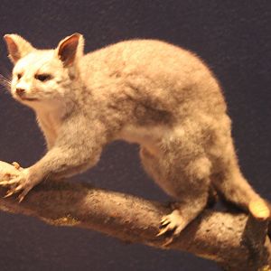 Common brush-tailed possum