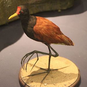 Wattled jacana