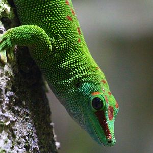 RepTopia - Giant Day Gecko (Phelsuma grandis)