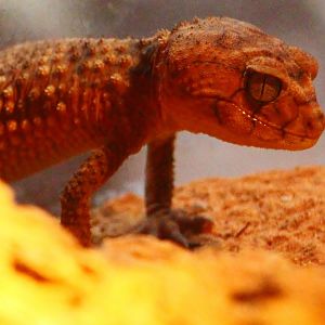 RepTopia - Rough Knob-tailed Gecko (Nephrurus amyae)