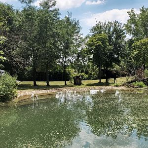 Aug. 2020 - North America - Moose Exhibit