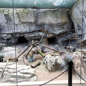 Aug. 2020 - Asia Quest - Pallas' Cat Exhibit