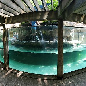 Aug. 2020 - Shores - Humboldt Penguin Exhibit