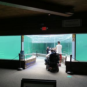 Aug. 2020 - New! Adventure Cove - Left Sea Lion Exhibit Tunnel Entrance