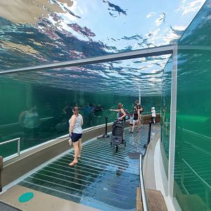 Aug. 2020 - New! Adventure Cove - Left Sea Lion Exhibit Tunnel