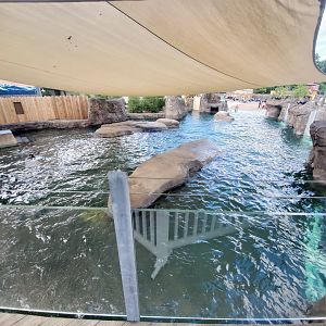 Aug. 2020 - New! Adventure Cove - Right Sea Lion/Harbor Seal Exhibit