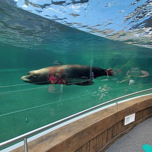 Aug. 2020 - New! Adventure Cove - Sea Lion Tunnel