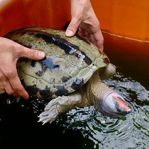Painted Terrapin (Batagur borneoensis)