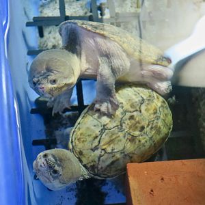 Narrow-Bridged Musk Turtle (Claudius angustatus)