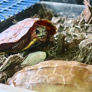 Hainan Black-Breasted Leaf Turtle (Geoemyda spengleri)