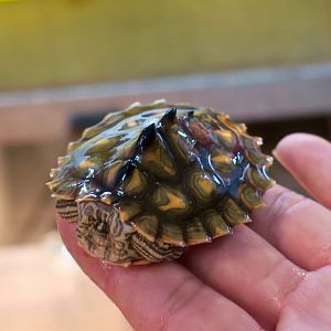 Yellow-Blotched Map Turtle (Graptemys flavimaculata)