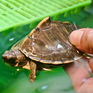 Assam Roofed Turtle (Pangshura sylhetensis)