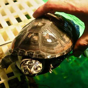 Okavango Mud Turtle (Pelusios bechuanicus)