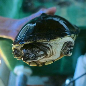 West African Black Turtle (Pelusios niger)
