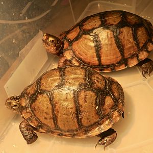 Mexican Box Turtle (Terrapene mexicana)