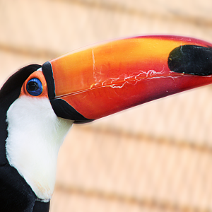 Aug. 2020 - New! Animal Encounters Village - Toco Toucan