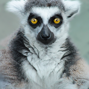 Aug. 2020 - New! Animal Encounters Village - Ring-tailed Lemur