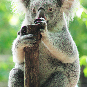 Aug. 2020 - Voyage to Australia & the Islands - Koala