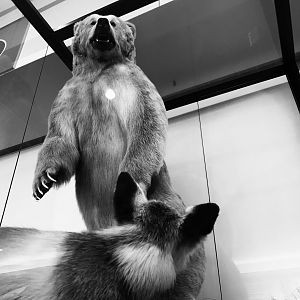 Kodiak Brown Bear and Red Fox-Anchorage Int’l Airport