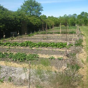 Økologiens Have - Kitchen garden