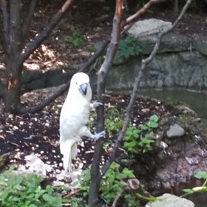 Sammy the Salmon-crested cockatoo
