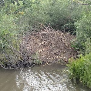 North American beaver (Castor canadensis) den