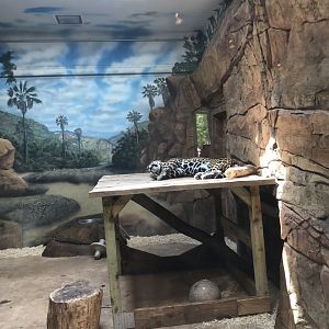 Elmwood Park Zoo-Trail of the Jaguar Building-Inka