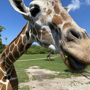 Bernie the Giraffe (Giraffa camelopardalis reticulata)