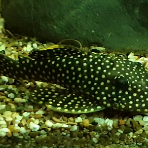 Baryancistrus xanthhellus