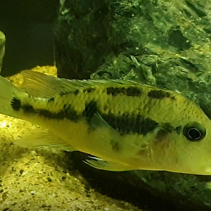 Geophagus pellegrini