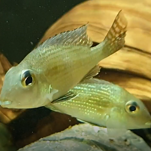 Geophagus species "Gurupi"