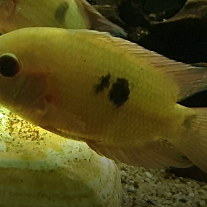 Hypselecara temporalis