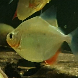 Metynnis species aff. maculatus "Peru"