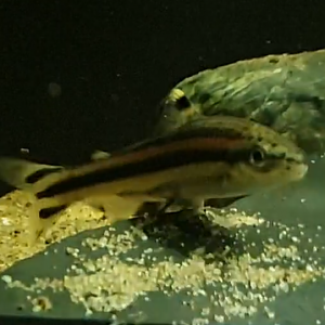 Fish ID - South American freshwater-species