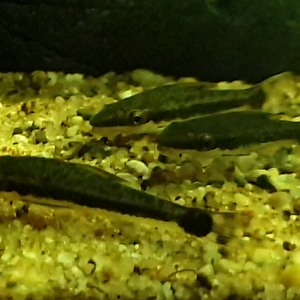 Otocinclus macrospilus