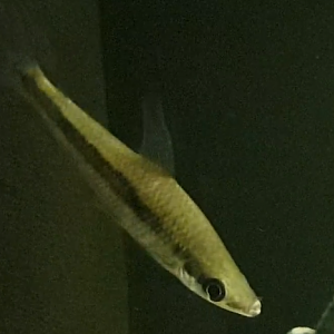 Rhytiodus argenteofuscus