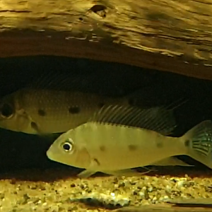 Satanoperca acuticeps