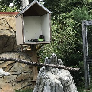 Elmwood Park Zoo- Trail of The Jaguar- Ocleot- Mateo