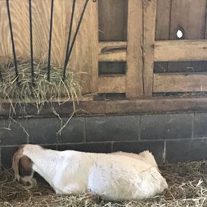 Boer goat
